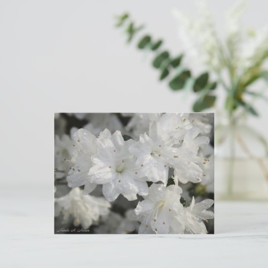 White Azaleas 2008 Briefkaart (Staand voorkant)