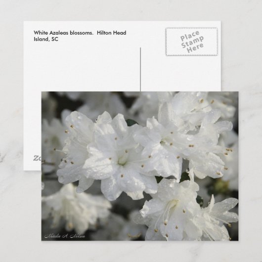 White Azaleas 2008 Briefkaart (Voorkant / Achterkant)
