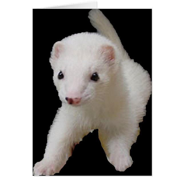 White Baby Ferret (Voorkant)