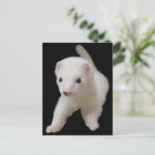 White Baby Ferret Briefkaart (Staand voorkant)