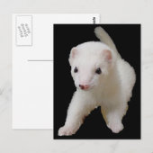 White Baby Ferret Briefkaart (Voorkant / Achterkant)