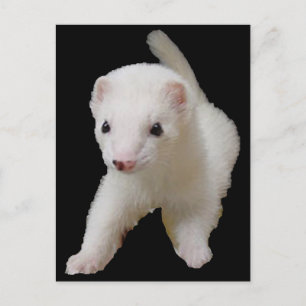 White Baby Ferret Briefkaart