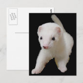 White Baby Ferret Briefkaart (Voorkant / Achterkant)