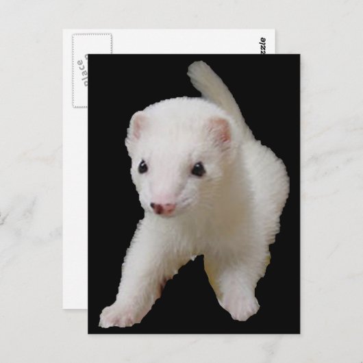 White Baby Ferret Briefkaart (Voorkant / Achterkant)