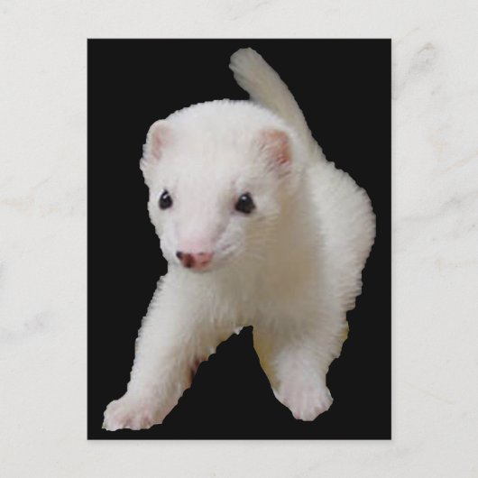 White Baby Ferret Briefkaart (Voorkant)
