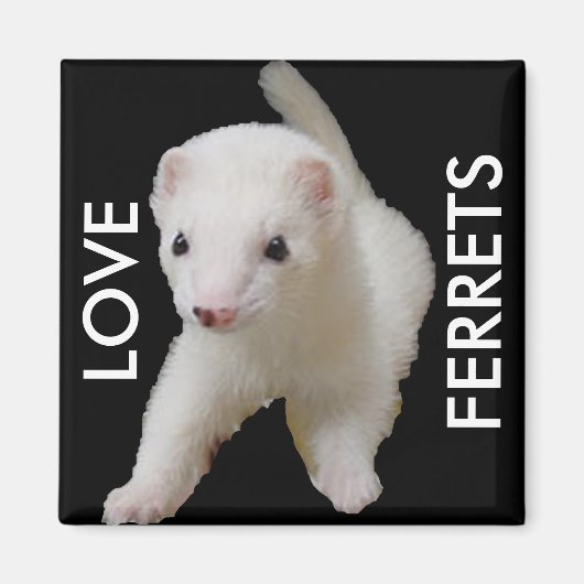 White Baby Ferret Magnet (Voorkant)