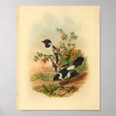 White Backed Flycatcher Black Bird  Print (Voorkant)