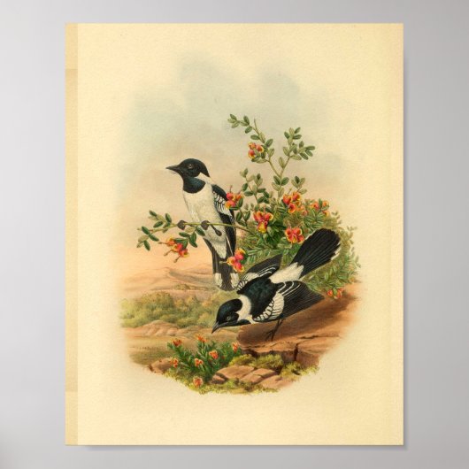White Backed Flycatcher Black Bird Print (Voorkant)
