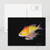 White Bar Anthias Briefkaart (Voorkant / Achterkant)