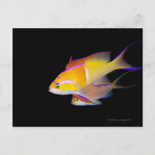 White Bar Anthias Briefkaart (Voorkant)