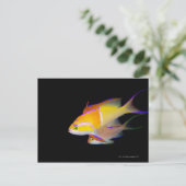 White Bar Anthias Briefkaart (Staand voorkant)