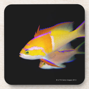White Bar Anthias Drankjes Onderzetter