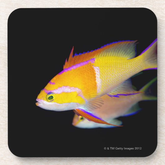 White Bar Anthias Drankjes Onderzetter (Voorkant)