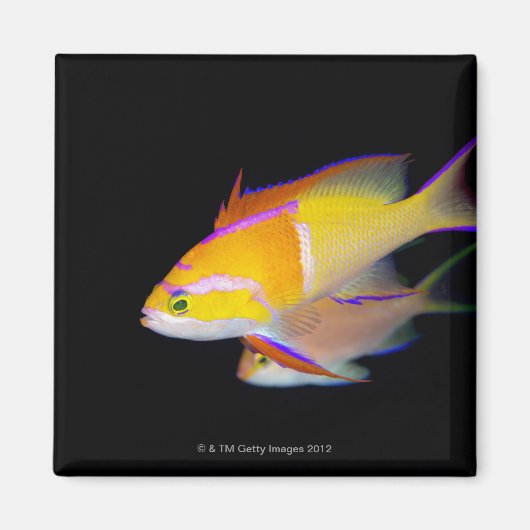 White Bar Anthias Magneet (Voorkant)