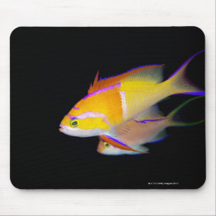 White Bar Anthias Muismat