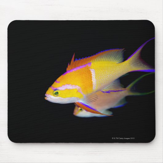 White Bar Anthias Muismat (Voorkant)