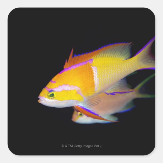 White Bar Anthias Vierkante Sticker (Voorkant)