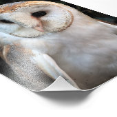 White Barn Owl Foto Afdruk (Hoek)