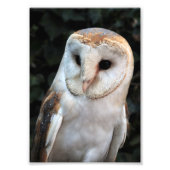 White Barn Owl Foto Afdruk (Voorkant)