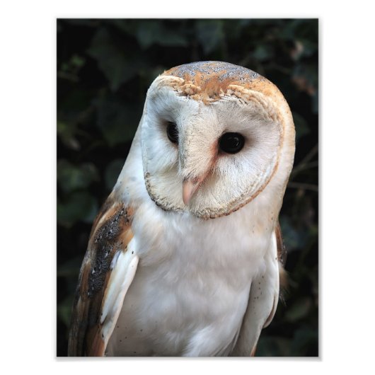 White Barn Owl Foto Afdruk (Voorkant)
