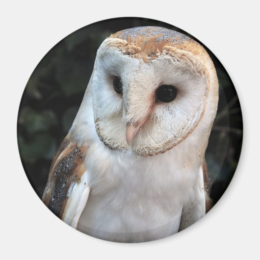 White Barn Owl Magneet (Voorkant)