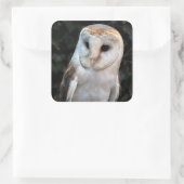 White Barn Owl Vierkante Sticker (Tas)