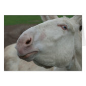 White Baroque Donkey (Voorkant Horizontaal)