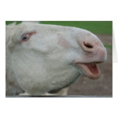 White Baroque Donkey (Voorkant Horizontaal)