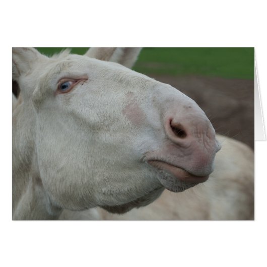 White Baroque Donkey (Voorkant Horizontaal)