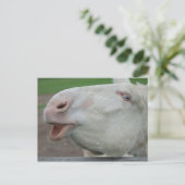 White Baroque Donkey Briefkaart (Staand voorkant)