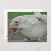 White Baroque Donkey Briefkaart (Voorkant / Achterkant)