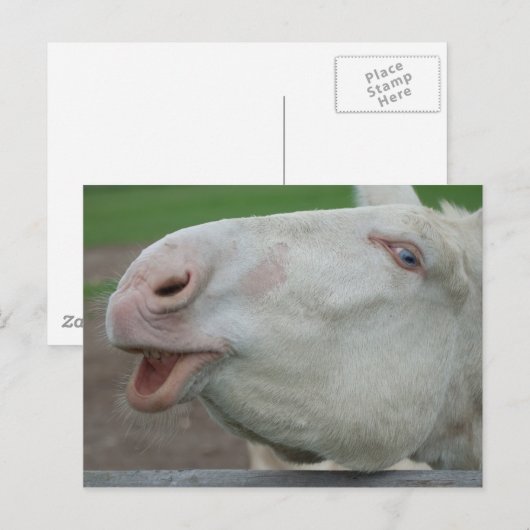 White Baroque Donkey Briefkaart (Voorkant / Achterkant)