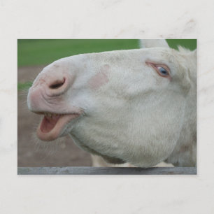 White Baroque Donkey Briefkaart