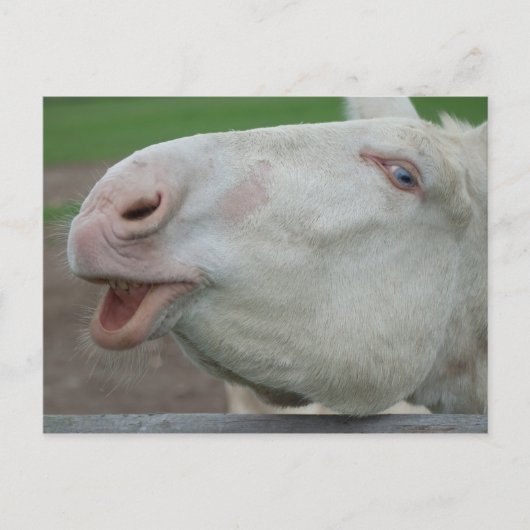 White Baroque Donkey Briefkaart (Voorkant)