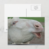 White Baroque Donkey Briefkaart (Voorkant / Achterkant)