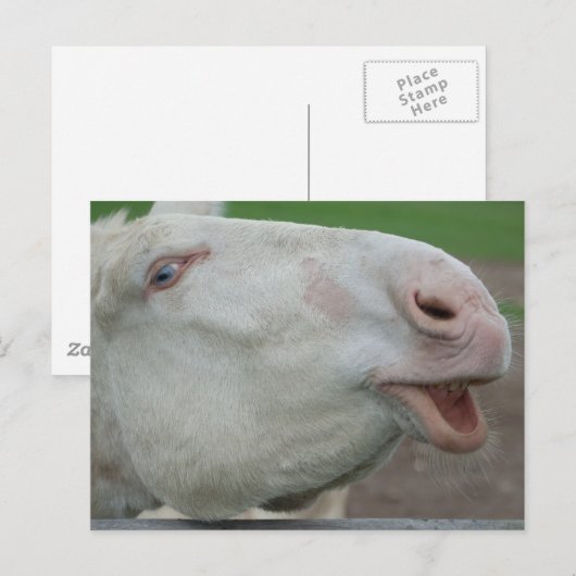 White Baroque Donkey Briefkaart (Voorkant / Achterkant)