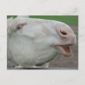 White Baroque Donkey Briefkaart (Voorkant)