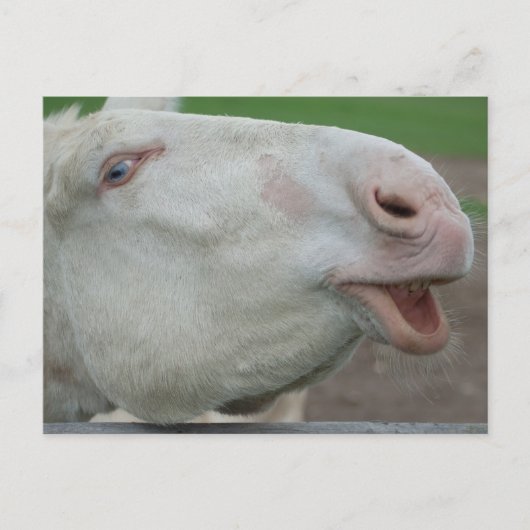 White Baroque Donkey Briefkaart (Voorkant)