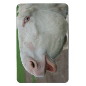 White Baroque Donkey Magneet (Verticaal)
