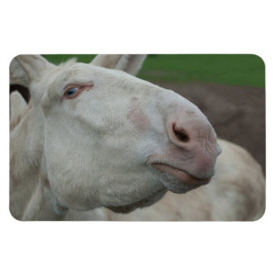 White Baroque Donkey Magneet