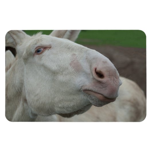 White Baroque Donkey Magneet (Horizontaal)