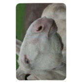 White Baroque Donkey Magneet (Verticaal)