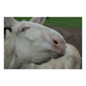 White Baroque Donkey Perfect Poster (Voorkant)