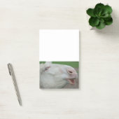 White Baroque Donkey Post-it® Notes (Kantoor)
