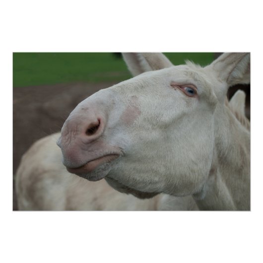White Baroque Donkey Poster (Voorkant)