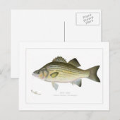 White Bass Briefkaart (Voorkant / Achterkant)