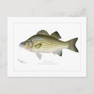 White Bass Briefkaart