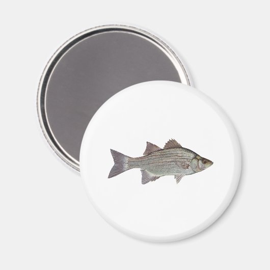 White Bass Logo Magneet (Voorkant / Achterkant)