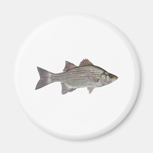 White Bass Logo Magneet (Voorkant)