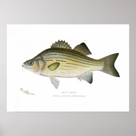 White Bass Poster (Voorkant)